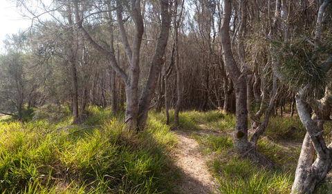 Murramarang Aboriginal Area Walking Track - Northern Rivers Accommodation 1