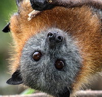 Wingham Brush Nature Reserve - Northern Rivers Accommodation