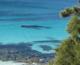 Jervis Bay Marine Park - Northern Rivers Accommodation 0