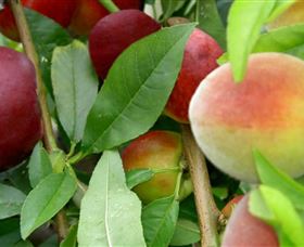 Fruit Salad Tree Company - Northern Rivers Accommodation 0