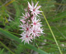 Booderee National Park: Green Patch And Telegraph Creek Walking Tracks - Northern Rivers Accommodation 5