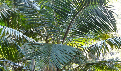 Bangalore Falls Walking Track - Northern Rivers Accommodation 0