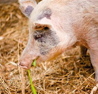 Djanbung Permaculture Gardens - Northern Rivers Accommodation