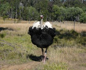 Glen Ian Ostrich And Emu Farm - Northern Rivers Accommodation 1