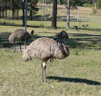 Glen Ian Ostrich and Emu Farm - Northern Rivers Accommodation
