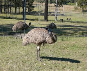 Glen Ian Ostrich And Emu Farm - Northern Rivers Accommodation 0