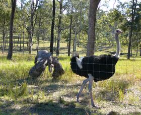 Glen Ian Ostrich And Emu Farm - Northern Rivers Accommodation 2