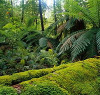 Errinundra National Park - Northern Rivers Accommodation