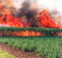 Reeves Family Sugar Cane Farm - Northern Rivers Accommodation