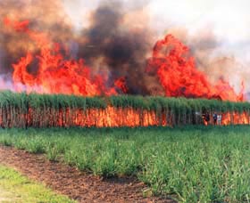Reeves Family Sugar Cane Farm - Northern Rivers Accommodation 0