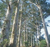 The Great Forest Trees Drive - Northern Rivers Accommodation