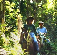 Clarendon Forest Retreat Horse Riding - Northern Rivers Accommodation