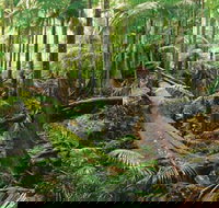 Wollumbin-Mount Warning National Park - Northern Rivers Accommodation