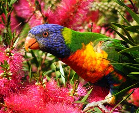 Box Cutting Rainforest Walk - Northern Rivers Accommodation 1