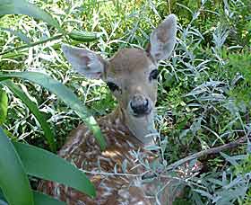 Mesopotamia Lodge Deer Park - Northern Rivers Accommodation 0
