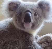 Koala Care Centre in Lismore - Northern Rivers Accommodation