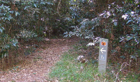 Big Scrub Loop Walking Track - Northern Rivers Accommodation 2
