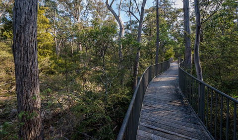 Myanba Gorge Walking Track - Northern Rivers Accommodation 1