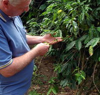 Wombah Coffee Plantation - Northern Rivers Accommodation