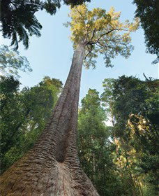 Burrawan State Forest - Northern Rivers Accommodation 1