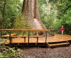 Burrawan State Forest - Northern Rivers Accommodation 0
