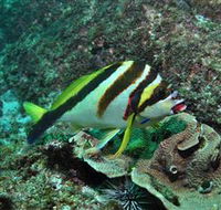 Palm Beach Reef Dive Site - Northern Rivers Accommodation