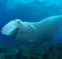 Manta Bommie Dive Site - Northern Rivers Accommodation