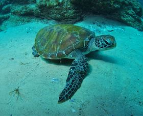 Manta Bommie Dive Site - Northern Rivers Accommodation 3