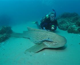 Manta Bommie Dive Site - Northern Rivers Accommodation 1