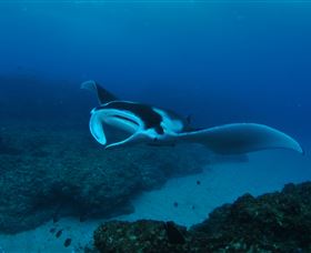 Manta Bommie Dive Site - Northern Rivers Accommodation 2