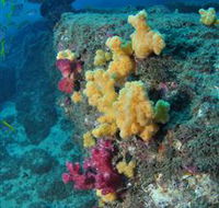 Shag Rock Dive Site - Northern Rivers Accommodation