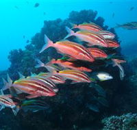 Flat Rock Dive Site - Northern Rivers Accommodation