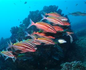 Flat Rock Dive Site - Northern Rivers Accommodation 0