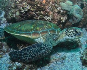 Flat Rock Dive Site - Northern Rivers Accommodation 1