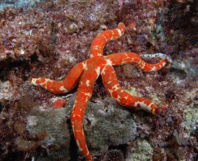 Flat Rock Dive Site - Northern Rivers Accommodation 2