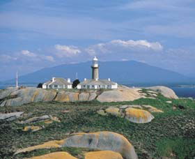 Montague Island Nature Reserve - Northern Rivers Accommodation 0