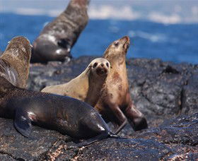 Montague Island Nature Reserve - Northern Rivers Accommodation 2