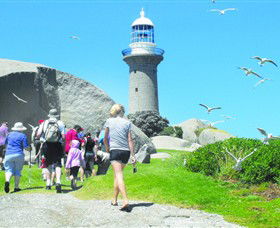 Montague Island Nature Reserve - Northern Rivers Accommodation 3