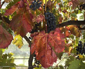 Mimosa Wines - Northern Rivers Accommodation 1