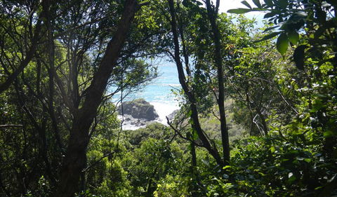 Rainforest Walking Track - Northern Rivers Accommodation 0