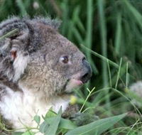 Koala Hospital - Northern Rivers Accommodation