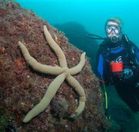 Cook Island Dive Site - Northern Rivers Accommodation