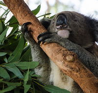 Macquarie Nature Reserve - Northern Rivers Accommodation