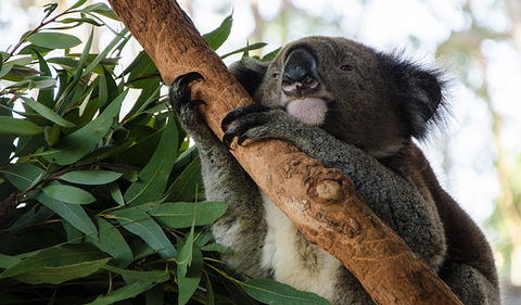 Macquarie Nature Reserve - Northern Rivers Accommodation 0