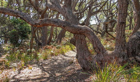 Middle Lagoon Walking Track - Northern Rivers Accommodation 2