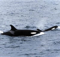 Killer Whale Trail - Northern Rivers Accommodation