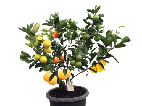 Fruit Salad Tree Company - Northern Rivers Accommodation 3