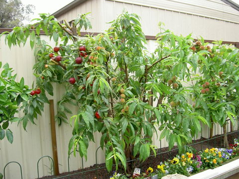 Fruit Salad Tree Company - Northern Rivers Accommodation 4