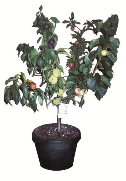 Fruit Salad Tree Company - Northern Rivers Accommodation 5