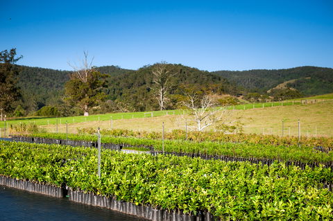Fruit Salad Tree Company - Northern Rivers Accommodation 6